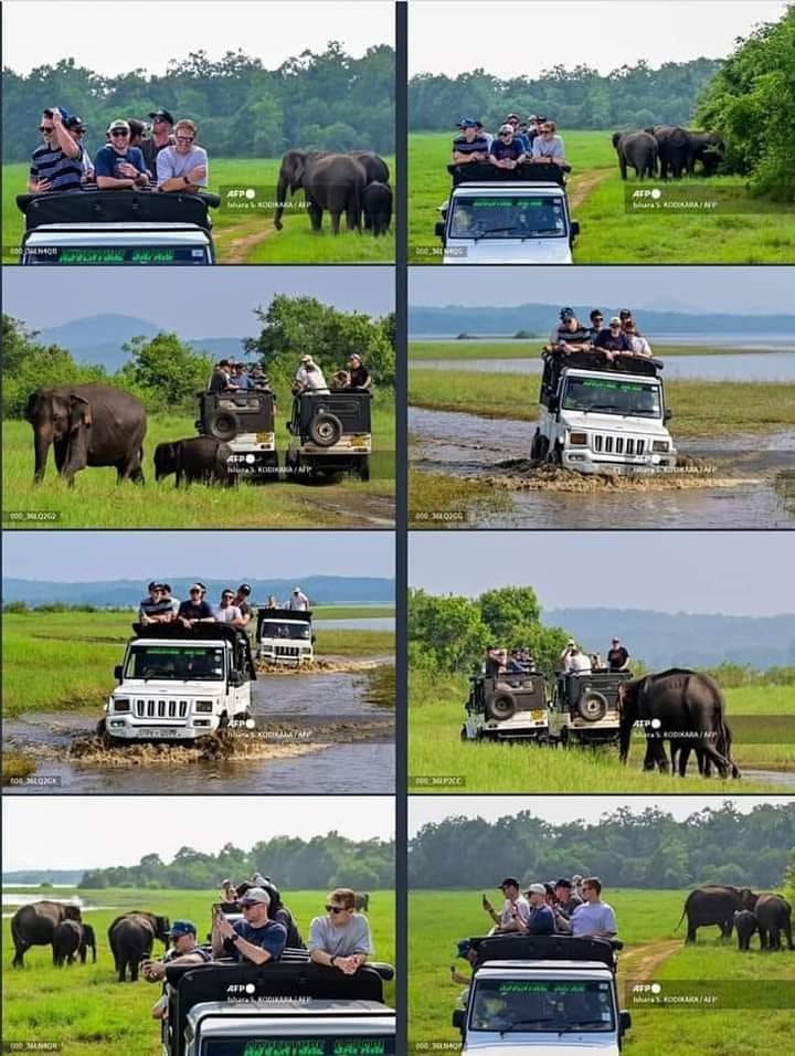 Safari Tours